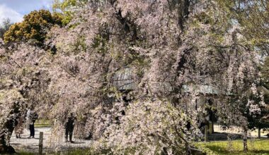 Spring in Japan