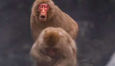 Pictures from Jigokudani Monkey Park
