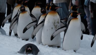 Penguin Walk in Asahiyama Zoo