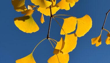 Ginkgo in Tokyo