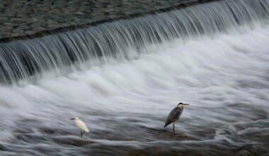 Wading birds in the Kamo river near Shijo bridge, Kyoto