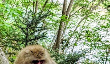 The northernmost Japanese monkey
