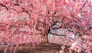 Suzuka Forest Garden, Mie Prefecture
