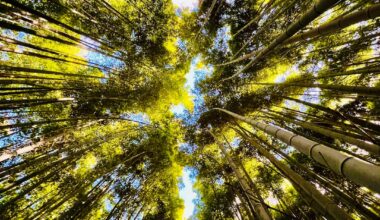 Bamboo forest, kyoto