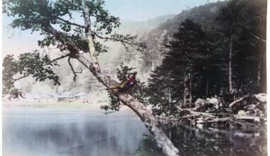 Japan pheasant Bird on Tree Branch Handcolored 1900s