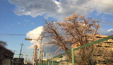 spring photo (2019)