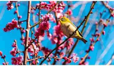 ウメジロ It's Ume season