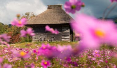 Autumn Bloom in Tottori