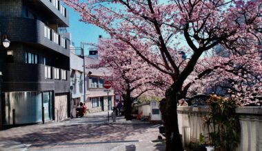 Cherry Blossom in Atami