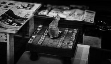 Cat and the chess board.