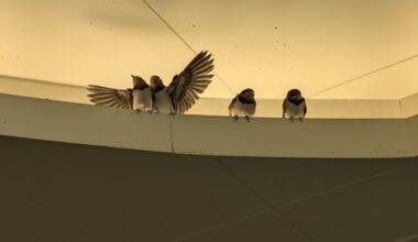 Swallows before leaving the nest