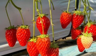 Strawberry picking in Sanda, Hyogo(*´з`)
