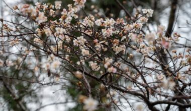 Even in winter, there's sakura to be seen