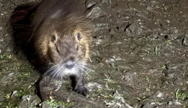 Happy new year, Sakuranomiya nutria