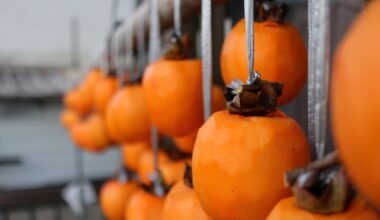 Persimmons hung out to dry in the crisp late-autumn air
