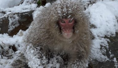Nagano’s most curious monkey