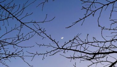 Crescent 🌙 moon in Yokohama