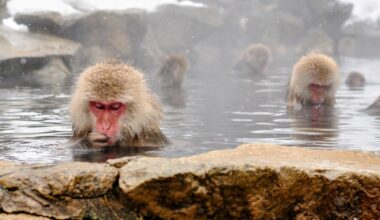 Jigokudani Snow Monkey Park