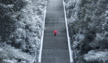 A whisper of red in winter’s silence