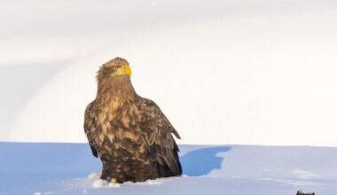 Just an eagle sitting in my front yard.