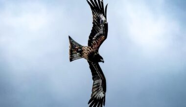 Uninvited picnic guests