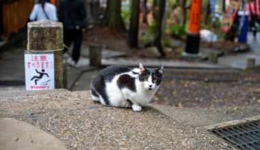 Back paths of Fushimi Inari