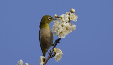Warbling white-eye in the prunus mume (ume)