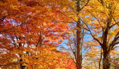 Lake Yamanaka, Fuji Five Lakes