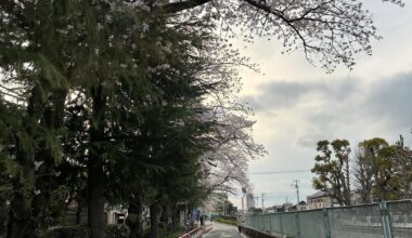 Tokyo during spring 🇯🇵