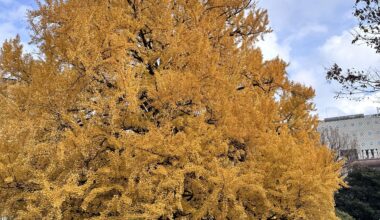 Autumn at the University of Tokyo