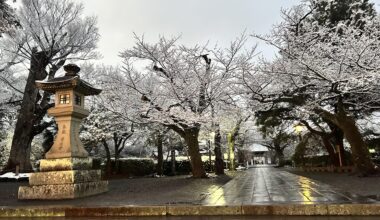 Sakura season came early this year... wait, that's snow