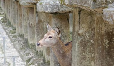 Highlights of recent trip to Japan