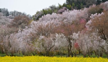 Hanamiyama, Fukushima City, during cherry blossom season