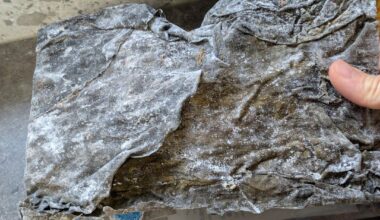 Did this Kombu go bad?