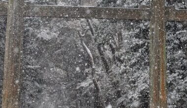 Snow in Tokyo! Meiji Shrine!