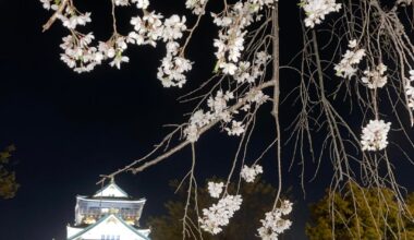 Osaka Castle cherry blossoms 🌸