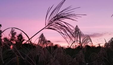 Missing the quiet evenings in Kunigami (Nov 2019)
