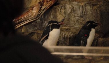 some pics from osaka’s aquarium kaiyukan