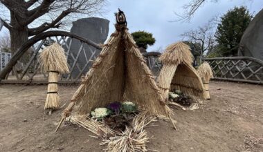 Warabotchi in Yanaka cemetery — plants are prepared for today’s snow