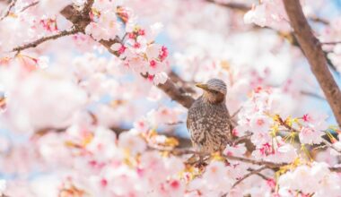 Bulbul and sakura - March 2024 [OC]