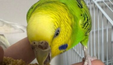 [Tokyo + surround] Cockatiel &/or pair of semi-tame budgies looking for a forever home (cage etc provided!)