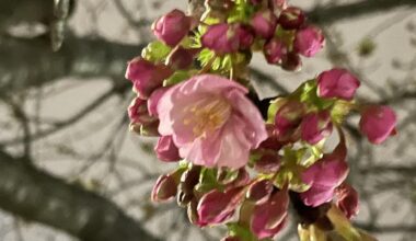 Cherry blossom season begins in Tokyo