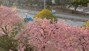 Kawazu sakura now in full bloom at Odaiba