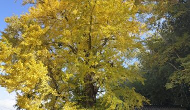 Ginkgo tree in rural Kyushu