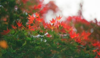 Kanazawa Castle Park, 11 November 2025 || Minolta SRT 101, Ultramax 400