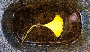 Ginkgo leaf