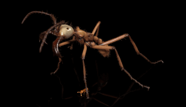 OIST interview on SciFri podcast: Building a digital ant gallery, from the ground up
