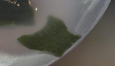 Is this wakame seaweed safe?