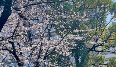 Sakura and bicycles.
