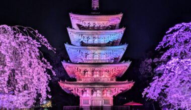 Kyoto Prefecture's oldest wooden building and cherry blossom illumination.